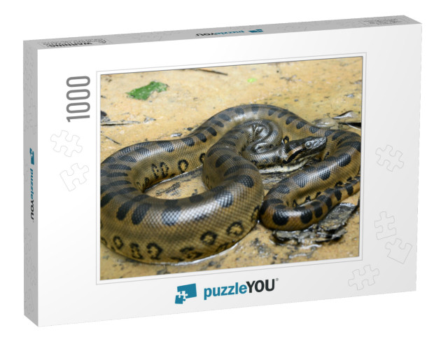 Green Anaconda Eunectes Murinus... Jigsaw Puzzle with 1000 pieces