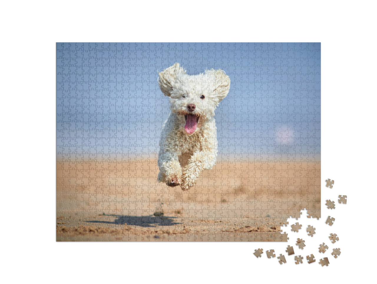 Miniature Poodle - Dog Running, Playing & Jumping on the... Jigsaw Puzzle with 1000 pieces