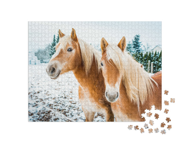 Haflinger Horses, Horse Couple Standing in Snow on a Cold... Jigsaw Puzzle with 1000 pieces