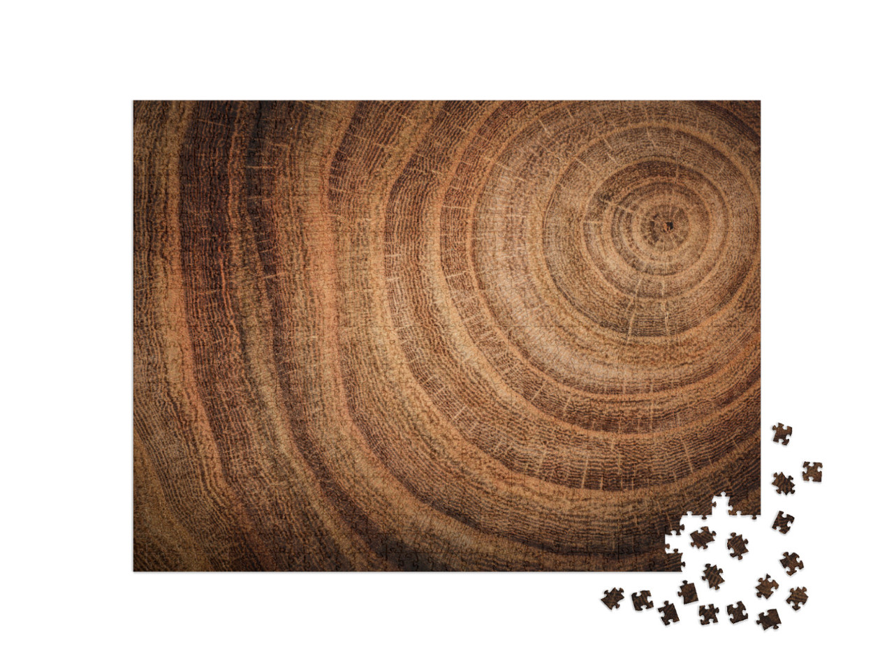 Stump of Oak Tree Felled - Section of the Trunk with Annu... Jigsaw Puzzle with 1000 pieces