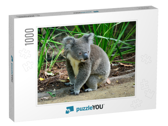 Koala Sitting on the Ground in Queensland, Australia... Jigsaw Puzzle with 1000 pieces