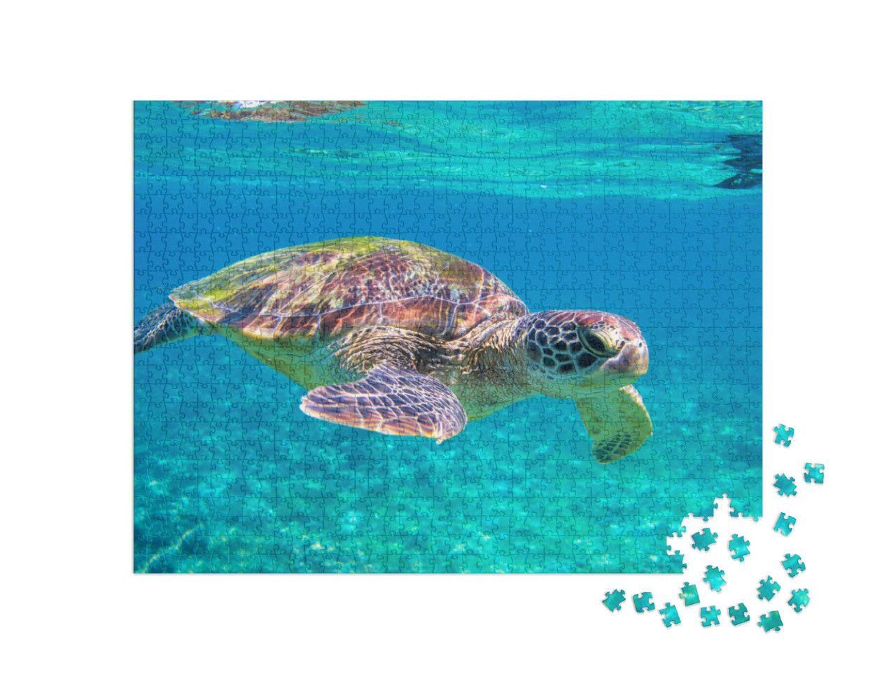 Cute Sea Turtle in Blue Water of Tropical Sea. Green Turt... Jigsaw Puzzle with 1000 pieces