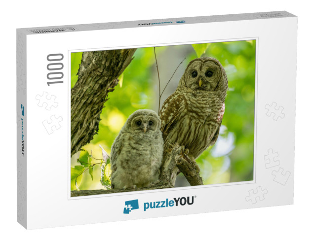 Adult & Baby Barred Owls Perching on a Tree Branch in Ear... Jigsaw Puzzle with 1000 pieces