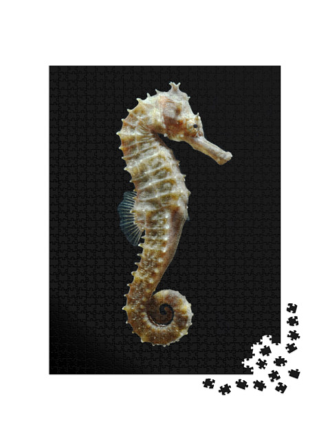 Seahorse Hippocampus Swimming Isolated on Black... Jigsaw Puzzle with 1000 pieces