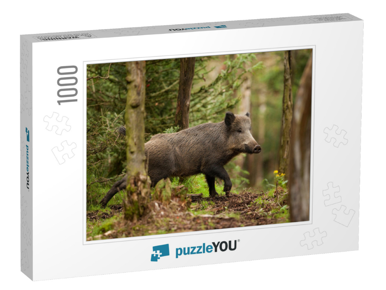 Wild Boar, Sus Scrofa, Czech Republic... Jigsaw Puzzle with 1000 pieces