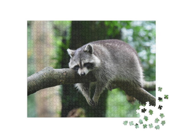 Raccoon... Jigsaw Puzzle with 1000 pieces