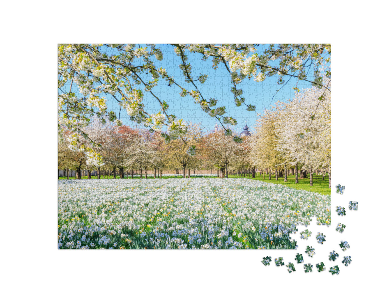 Sakura Cherry White Blossoms. Wonderful Scenic Park with... Jigsaw Puzzle with 1000 pieces