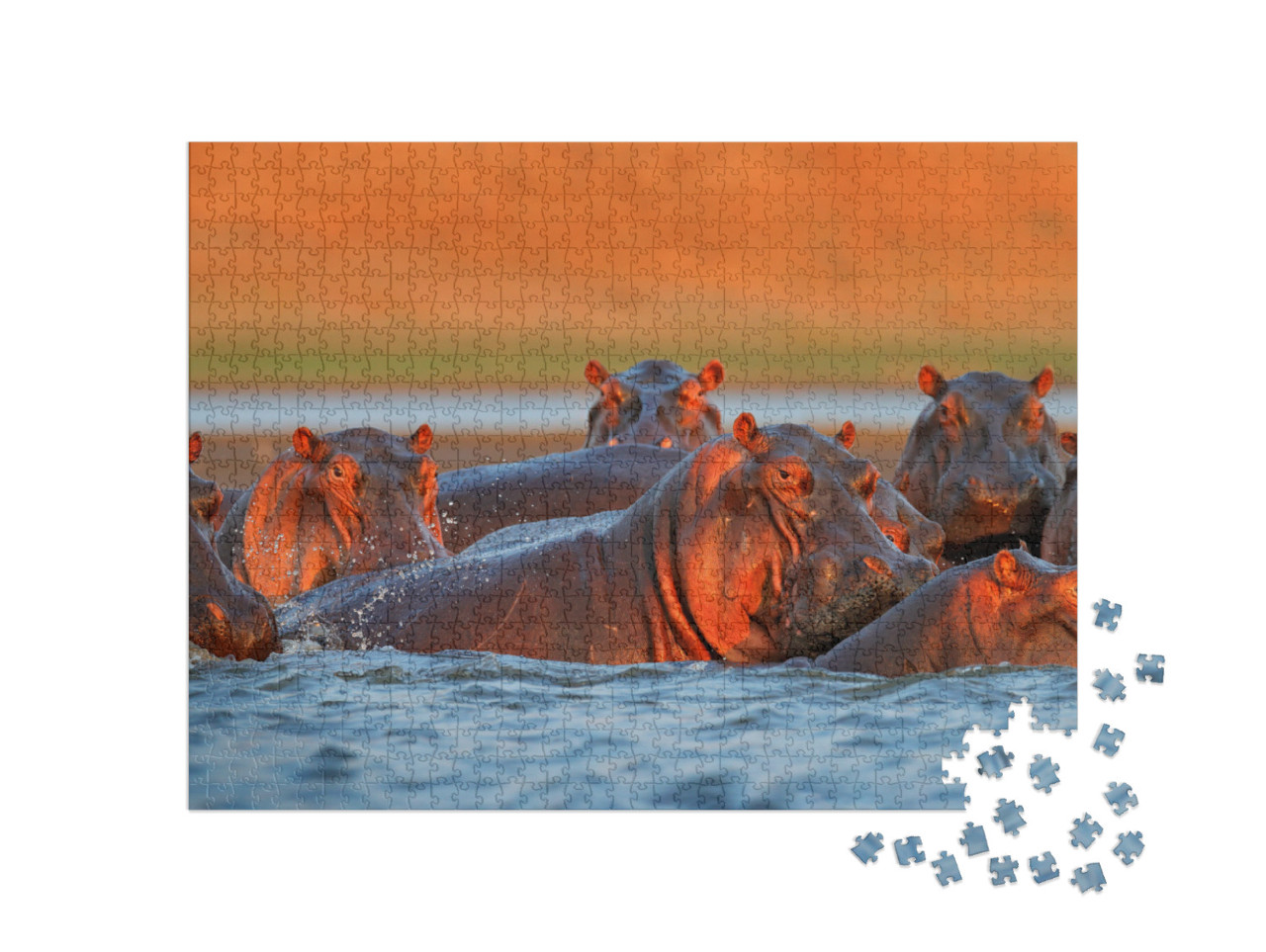 Hippo Head in the Blue Water, African Hippopotamus, Hippo... Jigsaw Puzzle with 1000 pieces