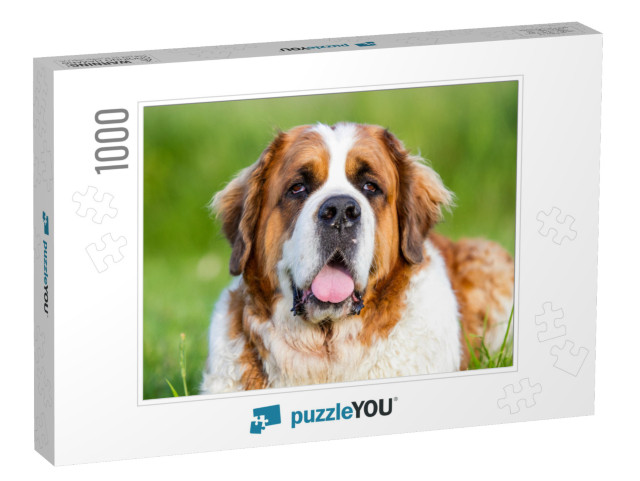 Bernard Dog, Bernard... Jigsaw Puzzle with 1000 pieces