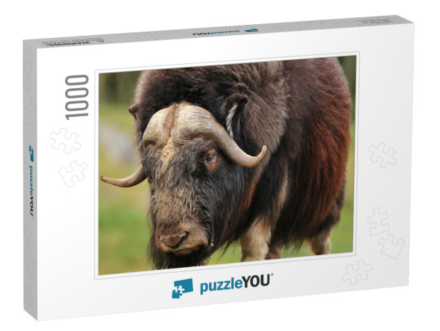 Portrait of an Angry Musk Ox with Big Horns... Jigsaw Puzzle with 1000 pieces