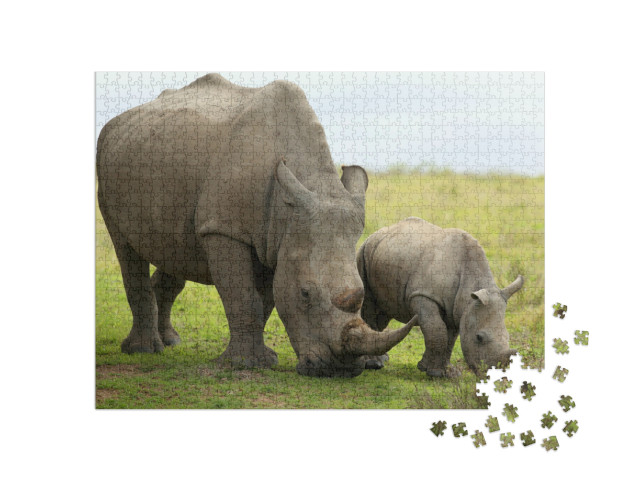 A Close Up of a Female Rhino / Rhinoceros & Her Calf. Sho... Jigsaw Puzzle with 1000 pieces