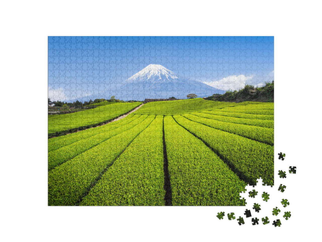 Mount Fuji with Green Tea Plantation, Shizuoka Prefecture... Jigsaw Puzzle with 1000 pieces