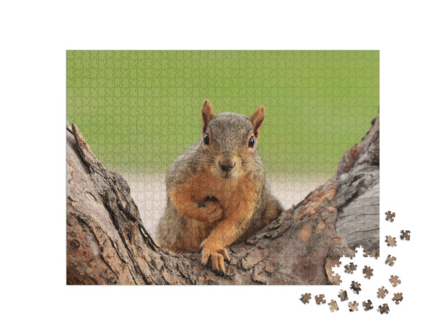 Portrait of Fox Squirrel Sciurus Niger Sitting on Branch... Jigsaw Puzzle with 1000 pieces