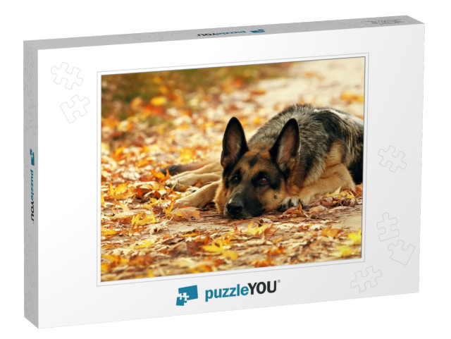 Dog, German Shepherd Lies in the Autumn Wood Against Beau... Jigsaw Puzzle