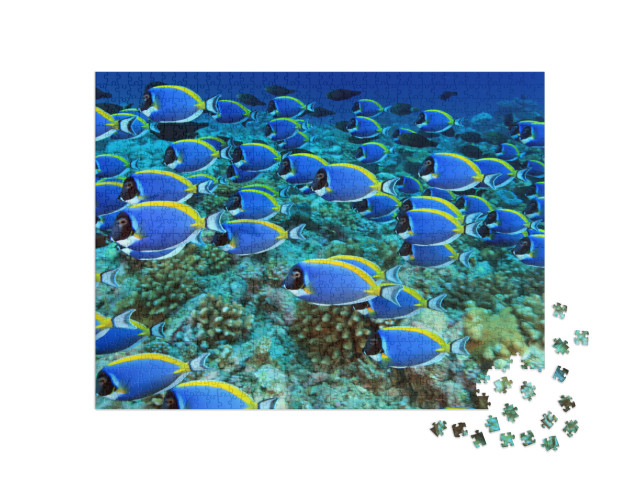 School of Powder Blue Tang in the Coral Reef... Jigsaw Puzzle with 1000 pieces