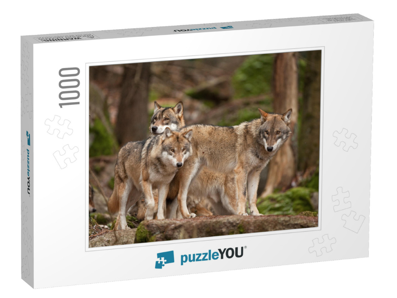 Gray Wolf, Grey Wolf, Canis Lupus... Jigsaw Puzzle with 1000 pieces