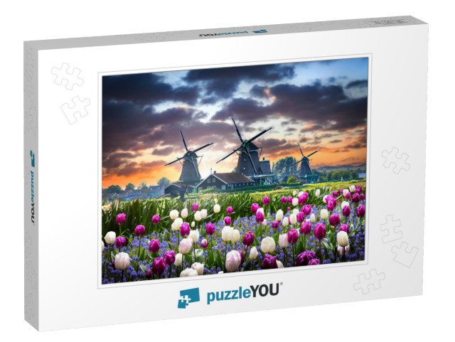 Netherlands Landscape with Beautiful Violet & White Tulip... Jigsaw Puzzle