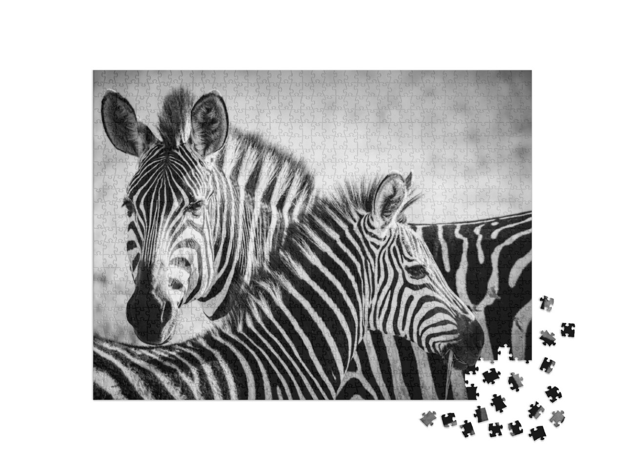 A Zebra Mother Feeds Her Cub in the Serengeti National Pa... Jigsaw Puzzle with 1000 pieces