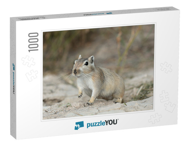 Great Gerbil Rhombomys Opimus. Muyunkum Desert of South K... Jigsaw Puzzle with 1000 pieces