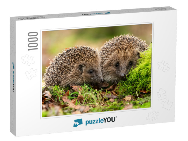 Hedgehogs Scientific Name Erinaceus Europaeus Two Wild, N... Jigsaw Puzzle with 1000 pieces