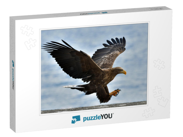 Adult White-Tailed Eagle in Flight. Blue Sky Background... Jigsaw Puzzle