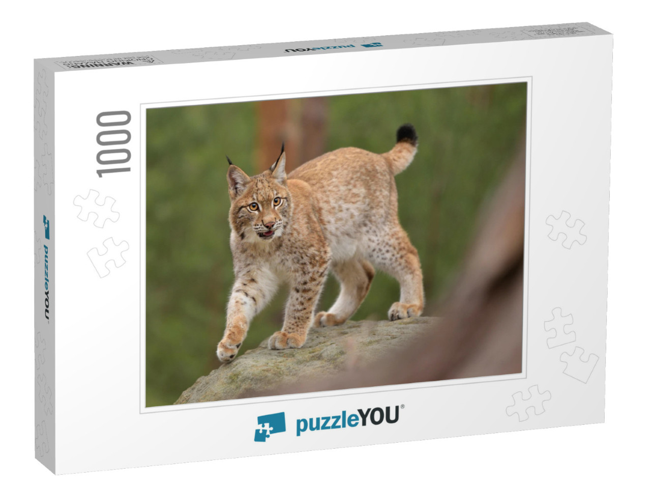 Eurasian Lynx Lynx in the Natural Environment. Taken in... Jigsaw Puzzle with 1000 pieces