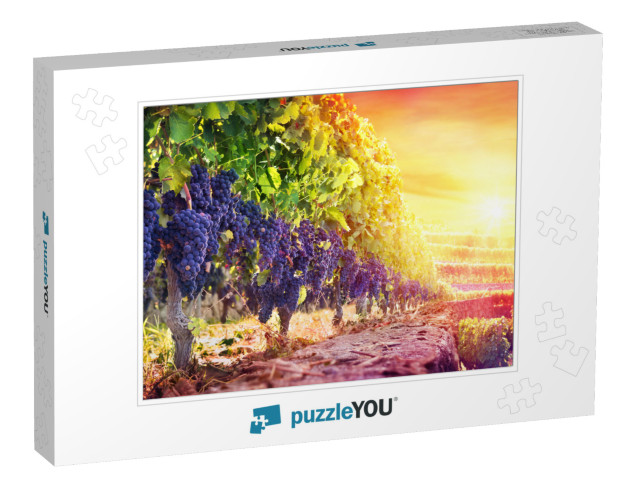 Ripe Grapes in Vineyard At Sunset - Harvest... Jigsaw Puzzle