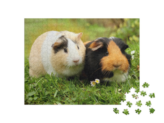 Two Cute Guinea Pigs... Jigsaw Puzzle with 500 pieces