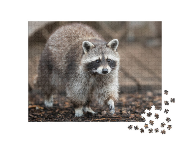 Raccoon in the Garden, France... Jigsaw Puzzle with 1000 pieces