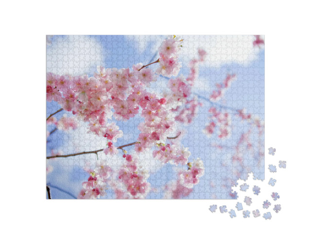 Blooming Sakura with Pink Flowers in Spring... Jigsaw Puzzle with 1000 pieces