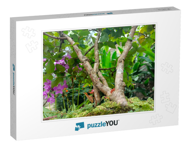 Best Picture of Bonsai Tree in Tropical Nature... Jigsaw Puzzle