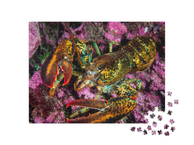 American Lobster Underwater Foraging for Food on R... Jigsaw Puzzle with 1000 pieces