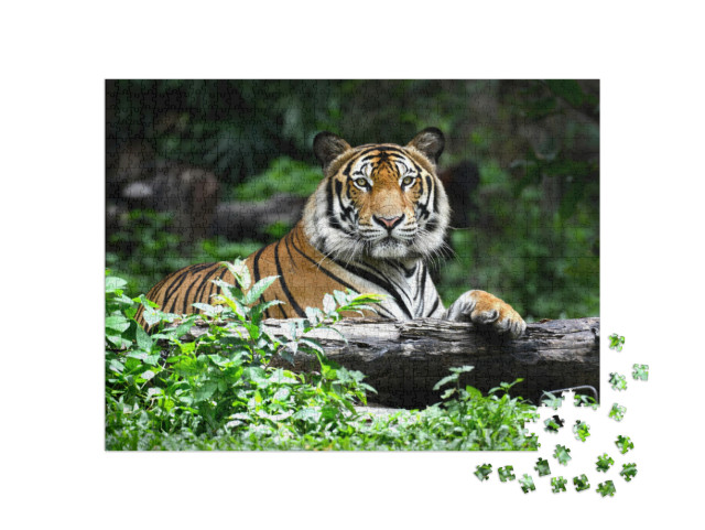 Bengal Tiger in Forest Show Head & Leg... Jigsaw Puzzle with 1000 pieces