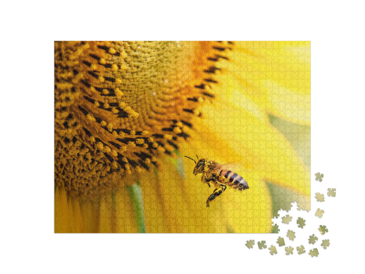 Honey Bee Pollinating Sunflower Plant... Jigsaw Puzzle with 1000 pieces