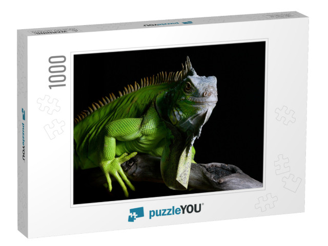 Big Green Iguana on Isolated Black Background... Jigsaw Puzzle with 1000 pieces