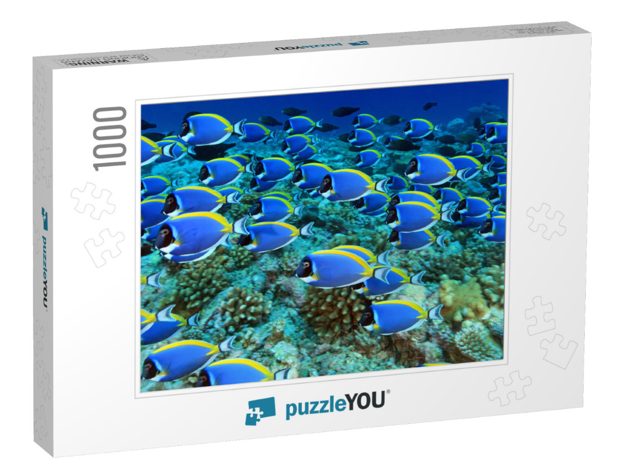 School of Powder Blue Tang in the Coral Reef... Jigsaw Puzzle with 1000 pieces