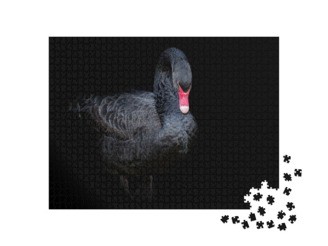 Black Swan on Black Background Cygnus Atratus. Beautiful... Jigsaw Puzzle with 1000 pieces