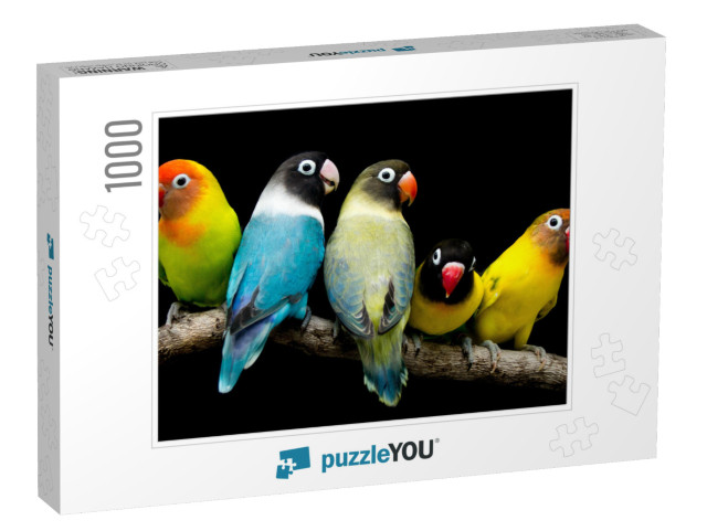 Lovebird Parrot There Are Beautiful Colors & Very Loving... Jigsaw Puzzle with 1000 pieces