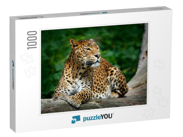 Sri Lankan Leopard, Panthera Pardus Kotiya, Big Spotted C... Jigsaw Puzzle with 1000 pieces