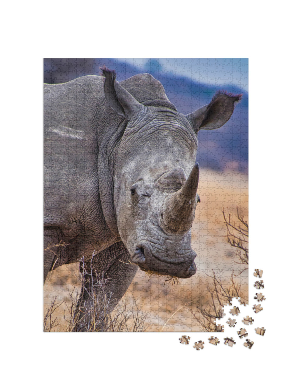 White Rhinoceros, Khama Rhino Sanctuary, Botswana... Jigsaw Puzzle with 1000 pieces