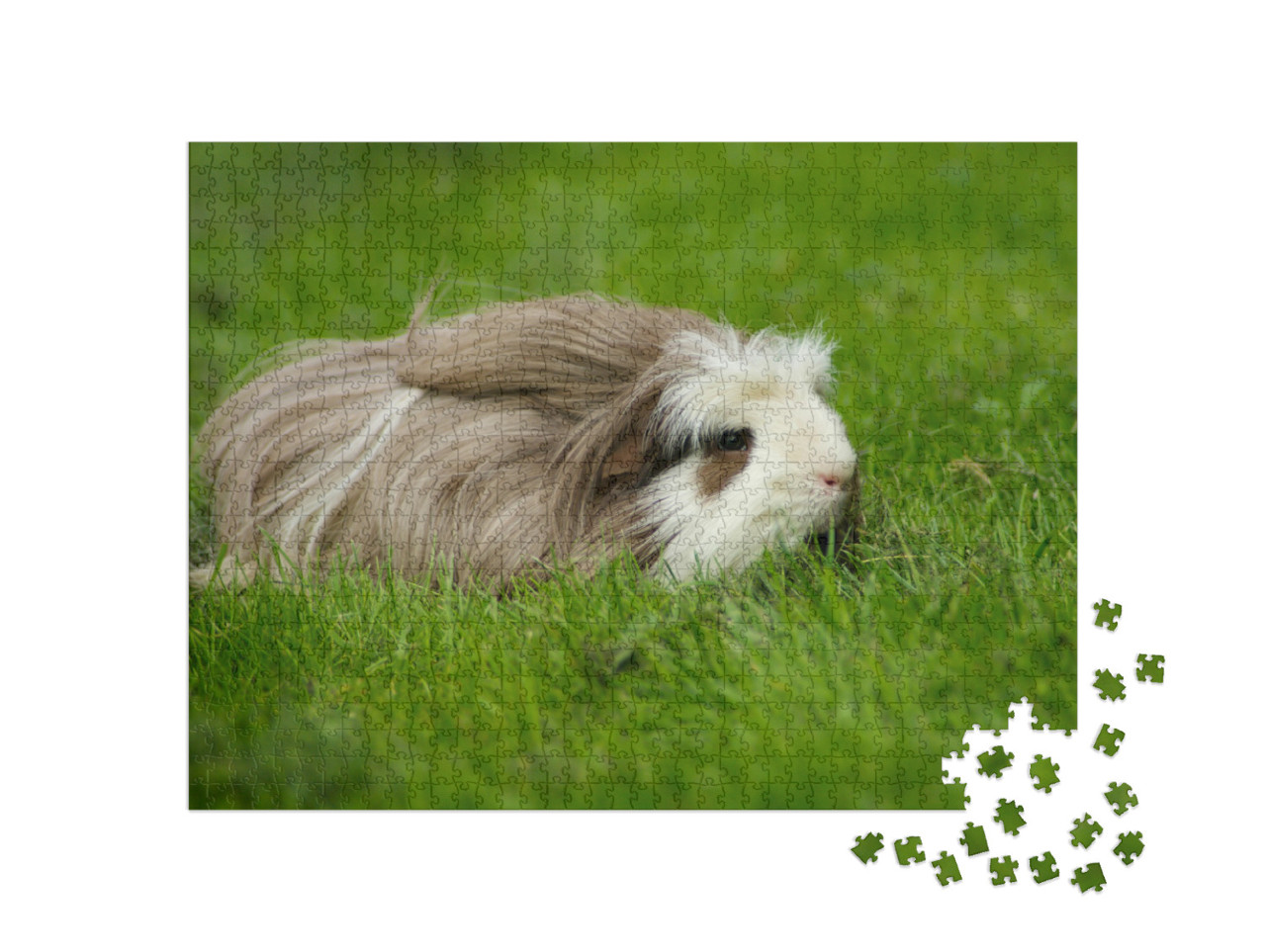 Guinea Pig Coronet, Longhaired with a Crest, Outdoors in... Jigsaw Puzzle with 1000 pieces