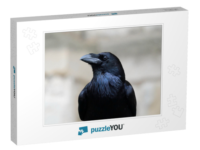 Close Up Portrait of a Common Raven Corvus Corax... Jigsaw Puzzle