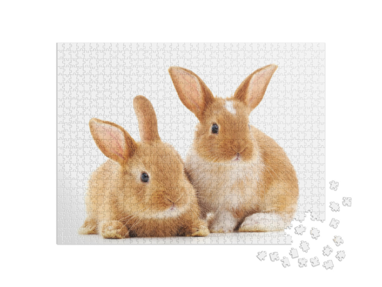 Two Small Rabbits Isolated on a White Background... Jigsaw Puzzle with 1000 pieces