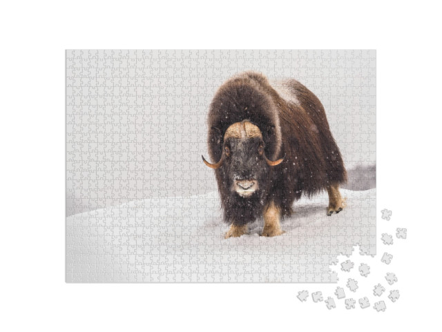 Musk-Ox in Arctic During Wintertime... Jigsaw Puzzle with 1000 pieces