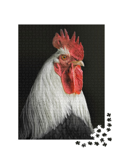 Portrait of a Rooster with a Black Background... Jigsaw Puzzle with 1000 pieces