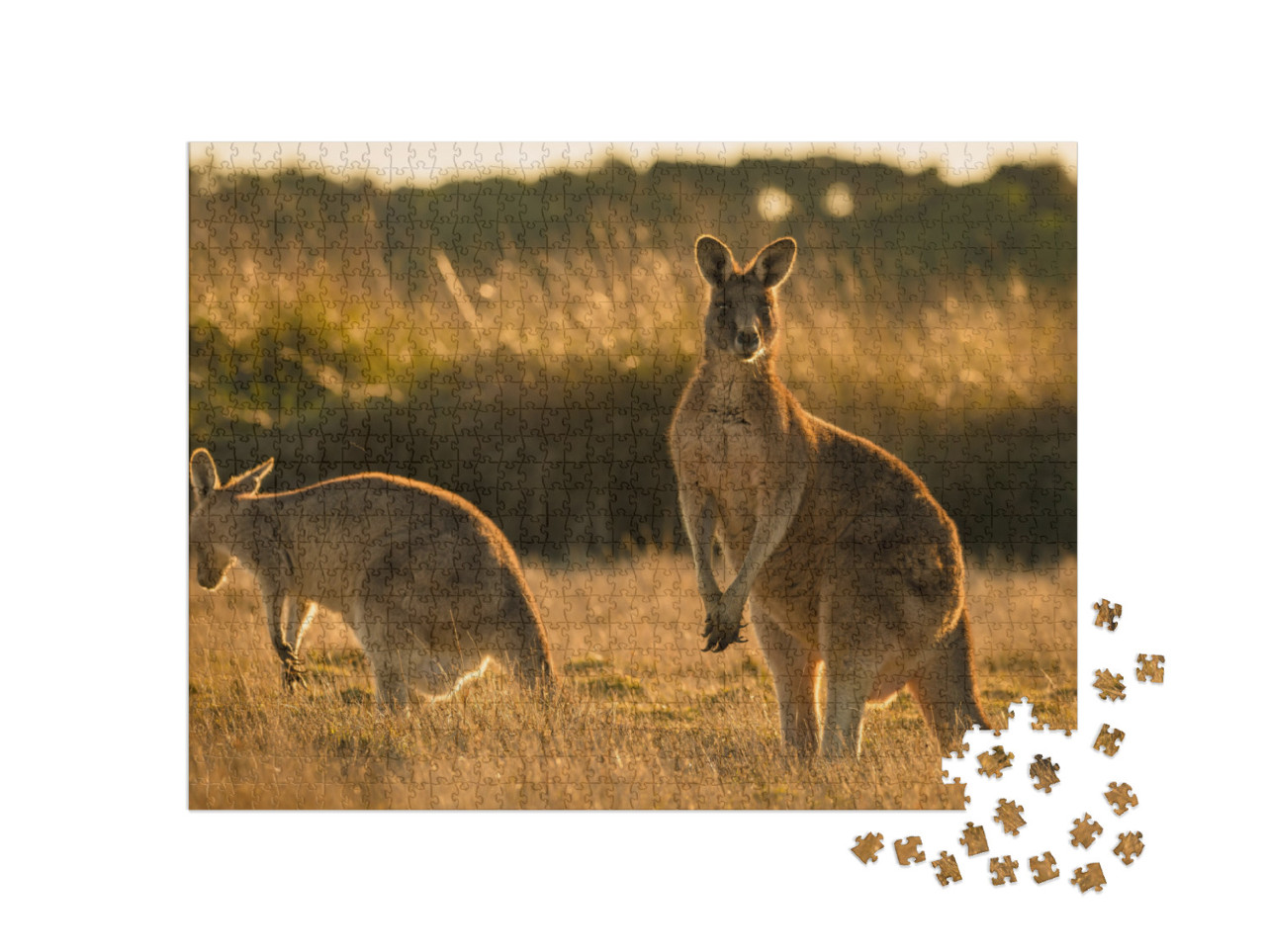 Kangaroo in Open Field During a Golden Sunset... Jigsaw Puzzle with 1000 pieces