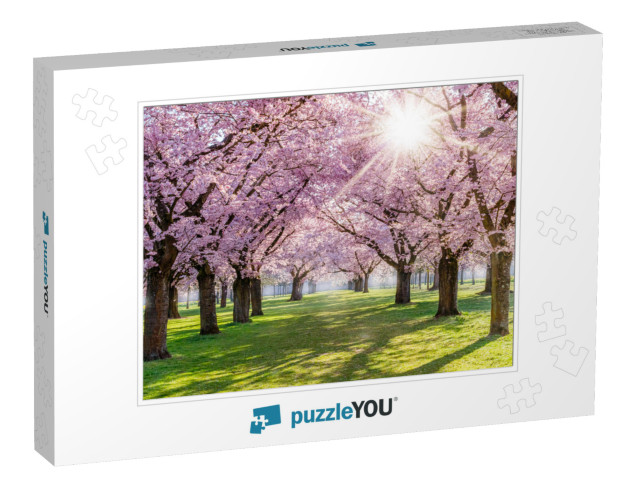 Cherry Blossoming Trees & Sun Light in Park. Sakura Cherr... Jigsaw Puzzle