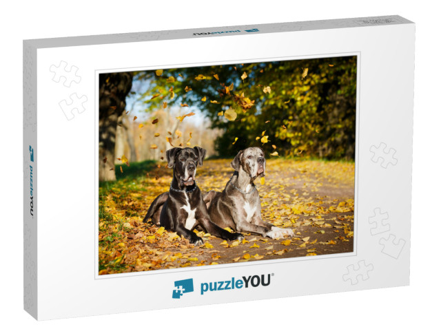 Two Great Dane Dogs... Jigsaw Puzzle