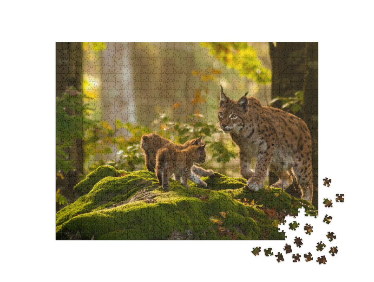 Young Lynxes... Jigsaw Puzzle with 1000 pieces