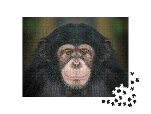 Portrait of Chimpanzees... Jigsaw Puzzle with 1000 pieces